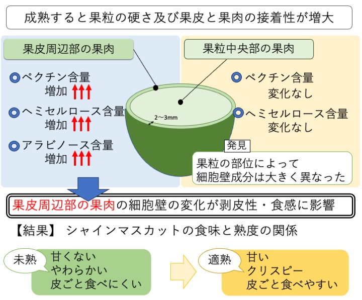 研究結果の概要図