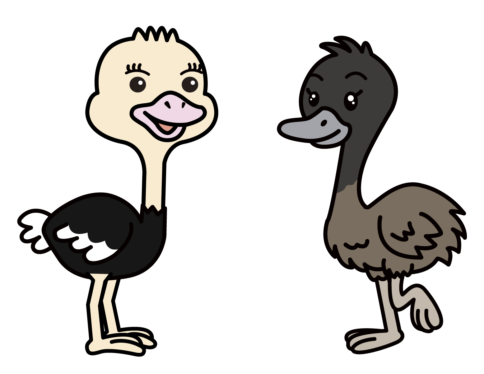 ダチョウとエミューのイラスト