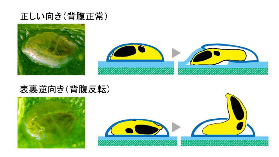 クルミホソガの孵化と葉内への侵入プロセスの模式図