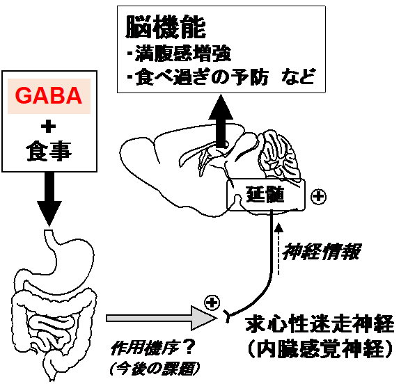 GABAの作用機序
